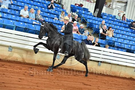 Horse Show Proofs .